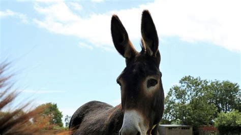 Lottery will help save donkeys in need .